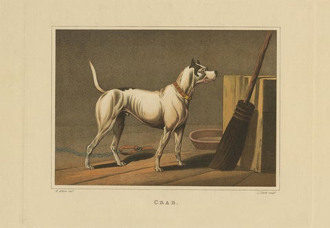Antique Aquatint of a Dog named 'Crab' by J. Clark, circa 1820, view 3
