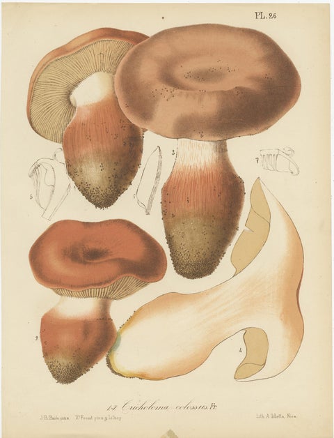 Set of 8 Antique Mycology Prints of Various Fungi by Barla, circa 1890, view 3