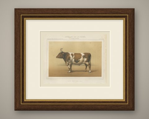 Breton Ox, French Cattle Breed, Antique Chromolithograph by Borie, 1863, shown framed