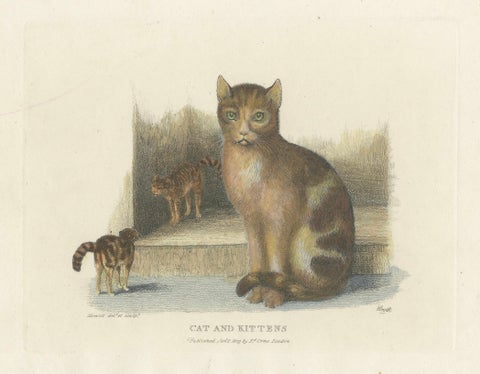 Cat and Kittens, 1809 Hand-Colored Etching by Samuel Howitt, close-up 4