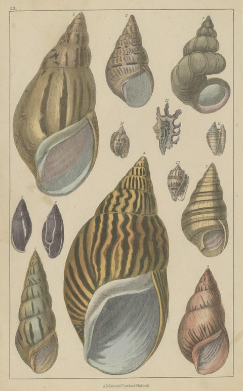 Original Old Handcolored Print Featuring Various Sea Shells, ca. 1852, close-up 1