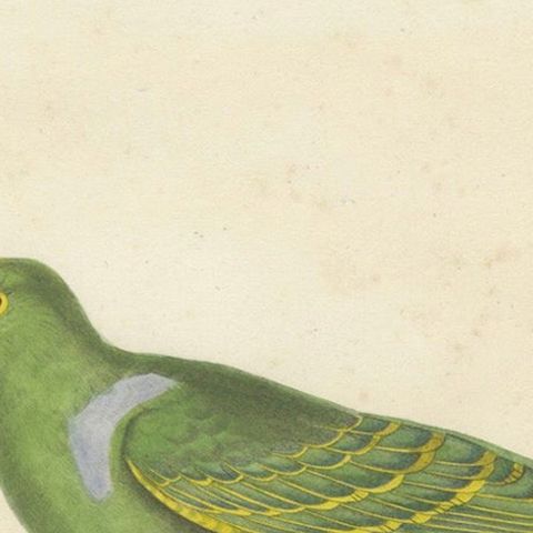 Rare Ornithological Illustration of the Male Dwarf Pigeon (Colombe naine), 1838, close-up 4