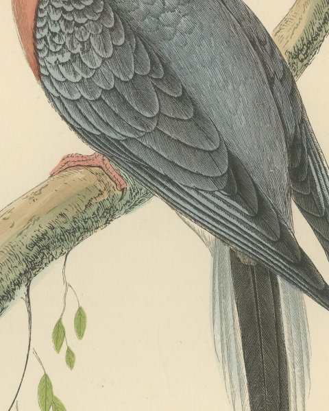 Passenger Pigeon on a Mossy Branch, Hand Colored Bird Print, Morris, 1896, close-up 2