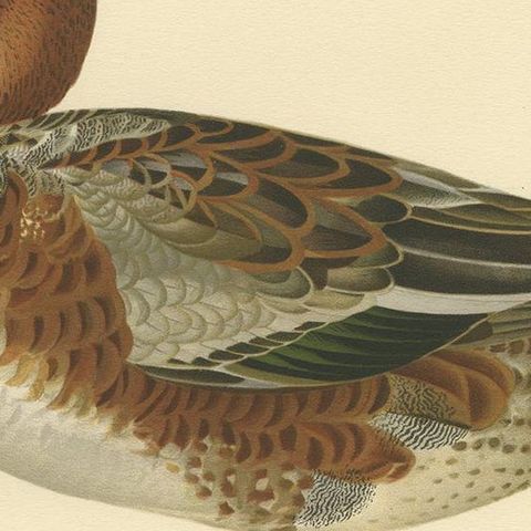 Antique Bird Print of a Young Eurasian Wigeon by Von Wright '1929', close-up 2