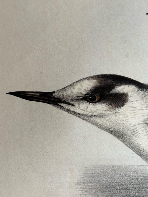 Black Tern, Antique Bird Lithograph by John Gould, c.1832, view 2