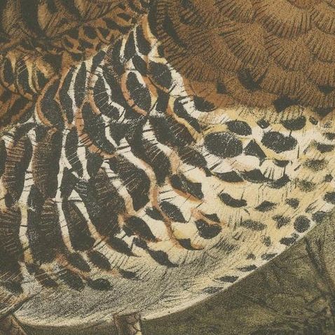 Antique Lithograph of Red-billed Hill Partridge by Keulemans, Sumatra c.1887, close-up 6
