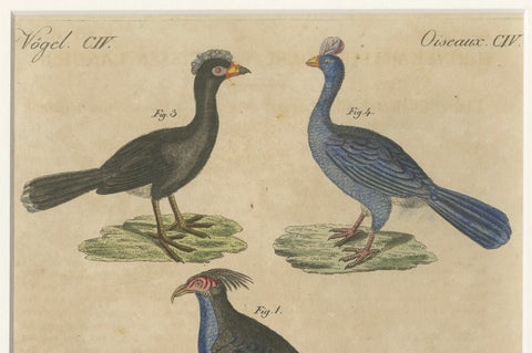 Antique Hand-Colored Crested Birds Engraving, Bertuch, c. 1800, close-up 3