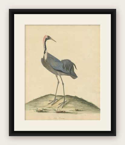 Original Antique Hand-colored Copperplate Engraving of a Crane, 1794, shown framed