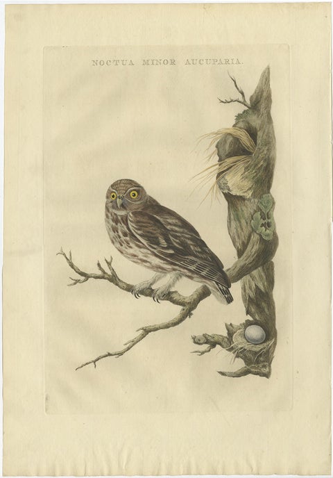 Antique 18th Century Engraving in Old Handcoloring of a Little Owl, 1770, view 2