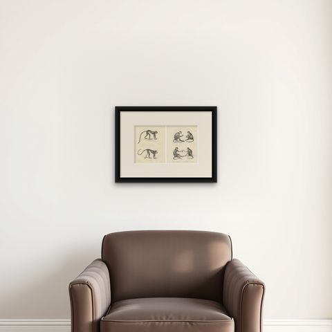 Spring Monkeys and Other Species, Lithographs by Last, 1836, Zoological Studies, shown framed on a wall