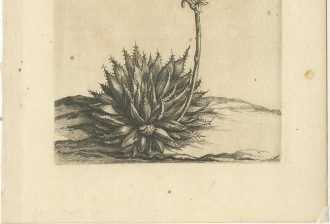 Aloe Humilis Africana Botanical Engraving from Caspar Commelin's Work, 1706, close-up 4