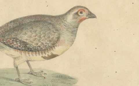 Antique Game Birds Lithograph by Karl Joseph Brodtmann, 1816, close-up 3