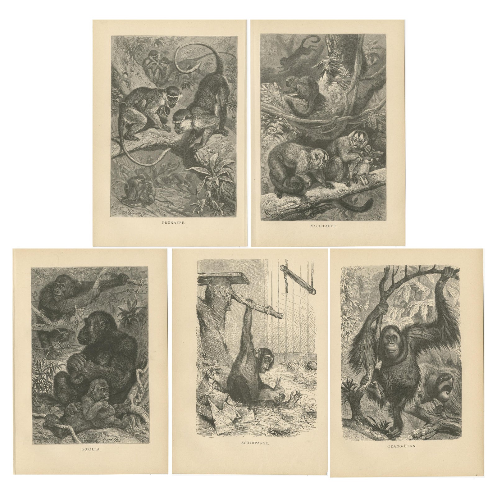 Set of 5 Antique Monkey Prints, Gorilla, Chimpanzee, by Brehm 'c.1890'