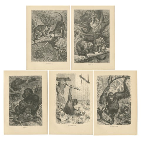 Set of 5 Antique Monkey Prints, Gorilla, Chimpanzee, by Brehm 'c.1890'