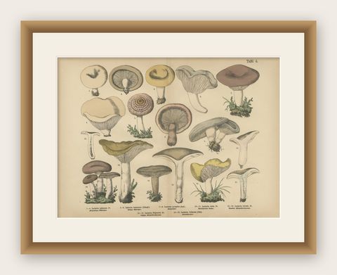 Lactarius Mushrooms, Antique Fungi Lithograph, Natural History Print 1885, shown framed