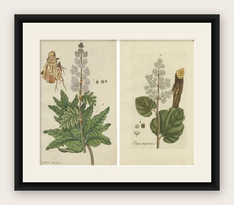 Set of 2 Antique Botany Prints - Rheum Rhapontieum & Rheum Palmatum, shown framed