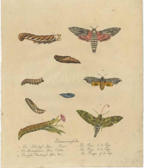 Death's-Head Hawkmoth and Caterpillars, Brodtmann Print, 1816, view 2