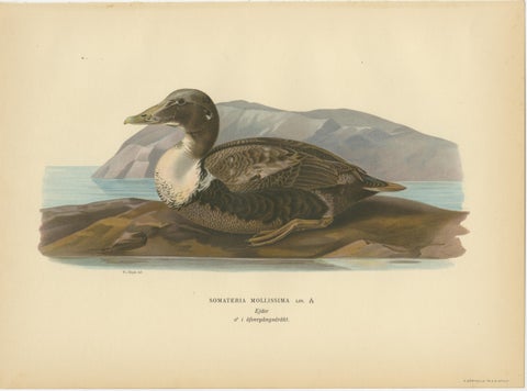 Antique Eider Duck Lithographs Set of 4, Somateria mollissima, Sweden 1929, view 2