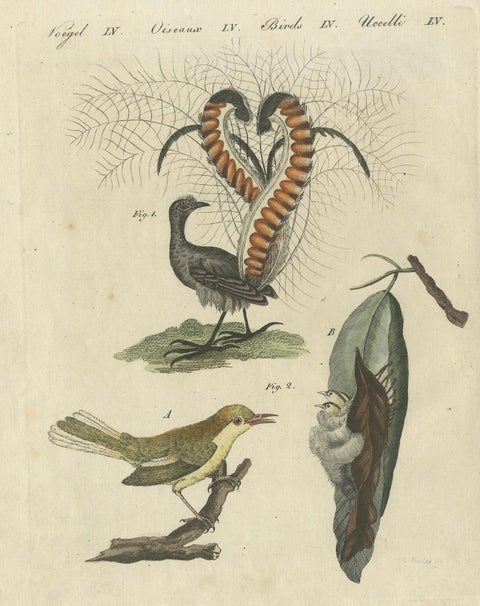 Antique Bird Print of the Lyrebird and Tailorbird by Bertuch 'circa 1800', view 3