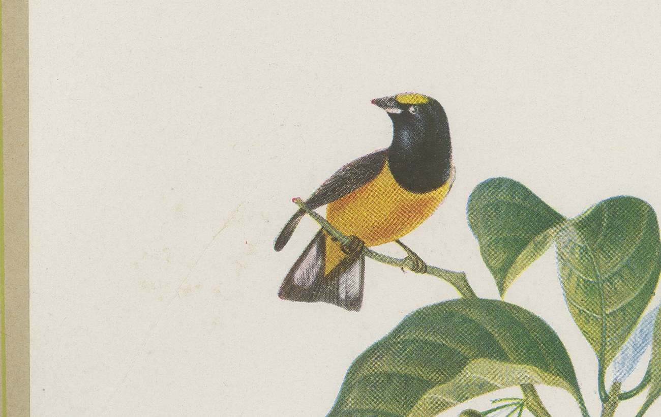 Tanagers and Honeycreepers, Brazilian Bird Print, Descourtilz, 1944, view 3