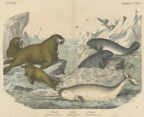 Antique Walrus and Narwhal Print, Arctic Sea Scene with Manatee, circa 1890