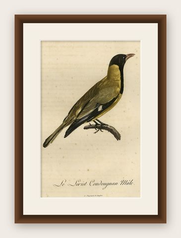 Original Handcolored Print of a Male Oriole, 1802, shown framed