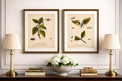Antique Entomology Prints, English Insects on Hazel & Elm, Albin 1720, view 2