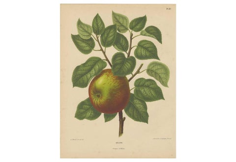 Antique Print of a Cellini Apple by G. Severeyns, 1876, view 2