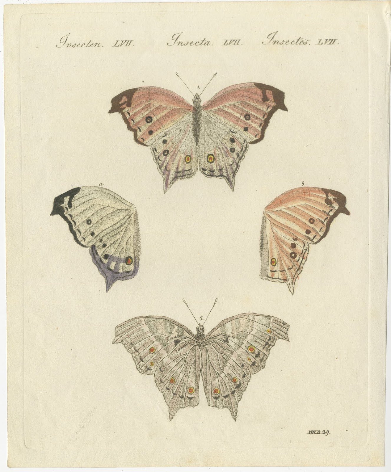 Exotic Butterfly with Wing Details, Antique Bertuch Print, Vienna, circa 1812