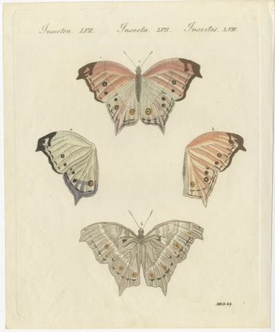 Exotic Butterfly with Wing Details, Antique Bertuch Print, Vienna, circa 1812