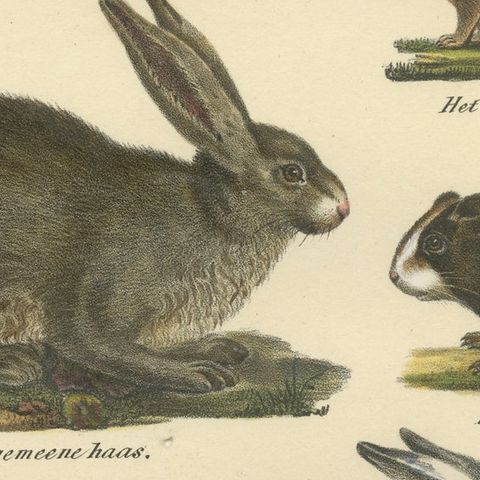 Antique Print of a Rabbit, Hares, Pika and other Rodents, close-up 2