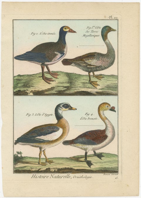 Richly Hand-Colored, Authentic Copper Engraving of 4 Geese (1792), view 2