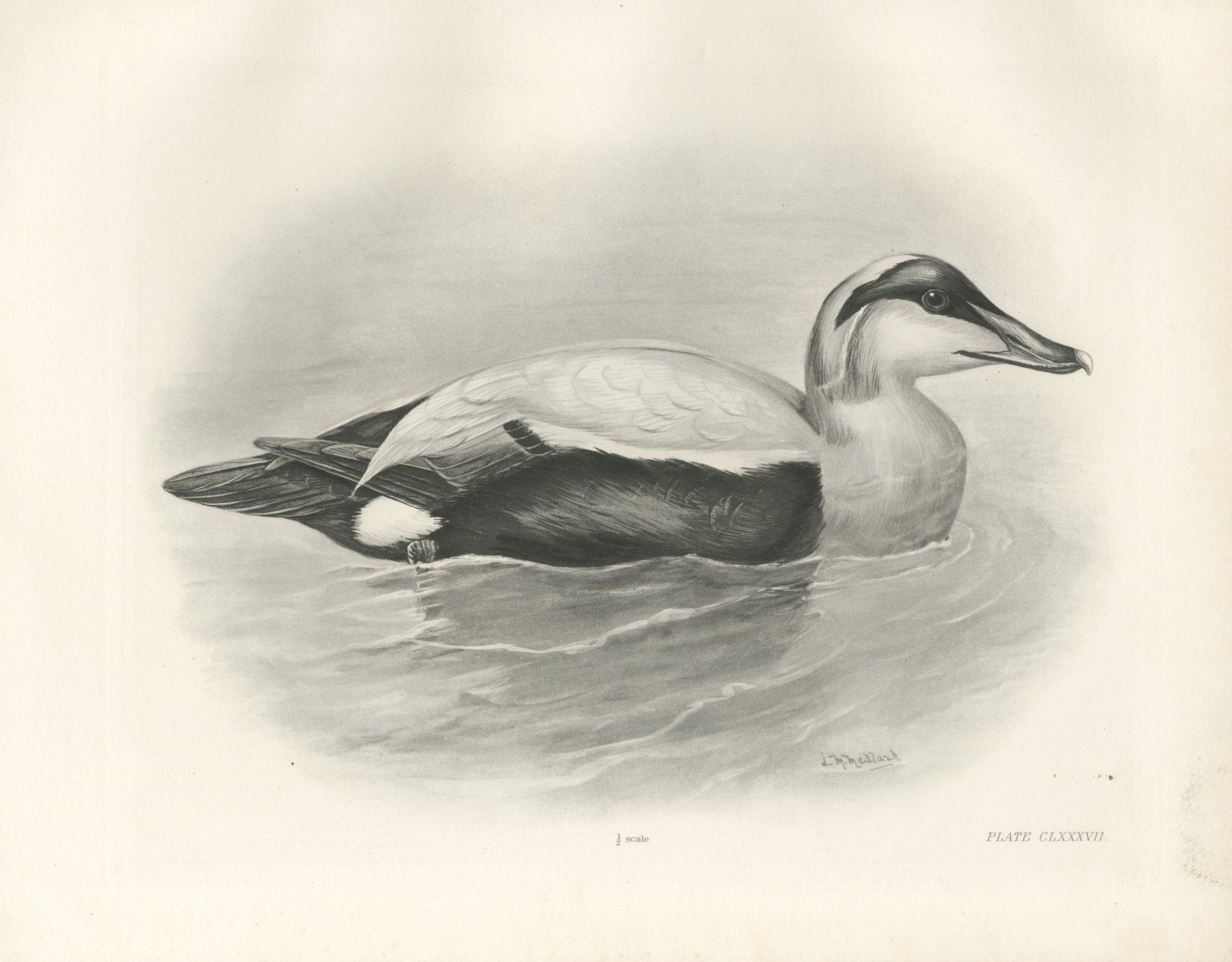 Eider Drake Swimming, Plate CLXXXVII after Lilian Medland, c. 1909