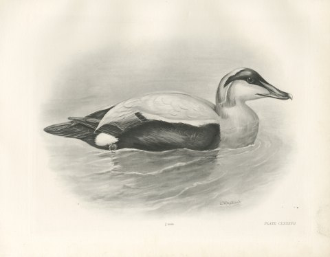 Eider Drake Swimming, Plate CLXXXVII after Lilian Medland, c. 1909