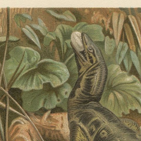 Water Monitors Robbing a Nest, Antique Reptile Wildlife Print, 1895, close-up 4