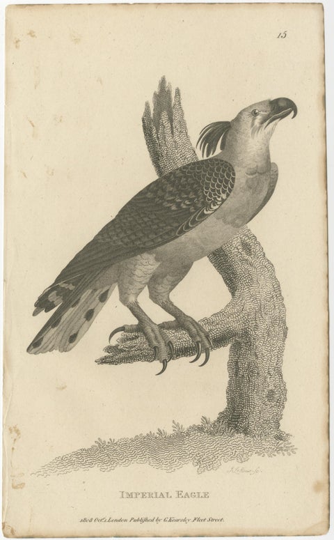 Set of 2 Antique Birds Prints of the Imperial Eagle and Turkey Vulture '1809', view 2