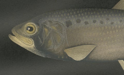 Scandinavian Herring and Shad: Exquisite Lithograph from Pisces Scandinaviae, close-up 3