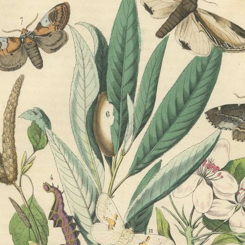 Wings of the Night: Hand-Colored 1856 Litho of Exotic Moths and Their Life Cycle, close-up 6