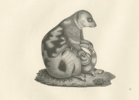 19th-Century Lithograph of a Spotted Phalanger and Woolly Kangaroo of Australia, close-up 3