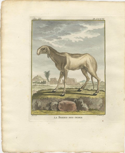 Rare 1769 India Sheep & Ram Trio, Hand-Coloured Buffon Engravings Set, view 4