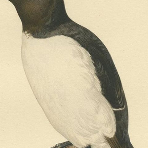 Antique Bird Print of the Razorbill or Lesser Auk by Von Wright, 1929, close-up 2