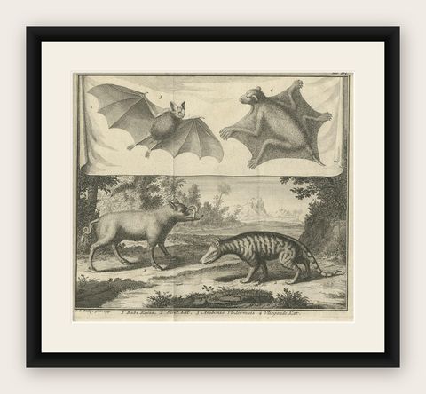 Rare Old Copper Engraved Print of a Flying Cat, a Pig, a Bat and Civet Cat, 1729, shown framed
