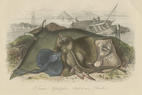 Decorative Antique Print of Various Rays, 1854, close-up 1
