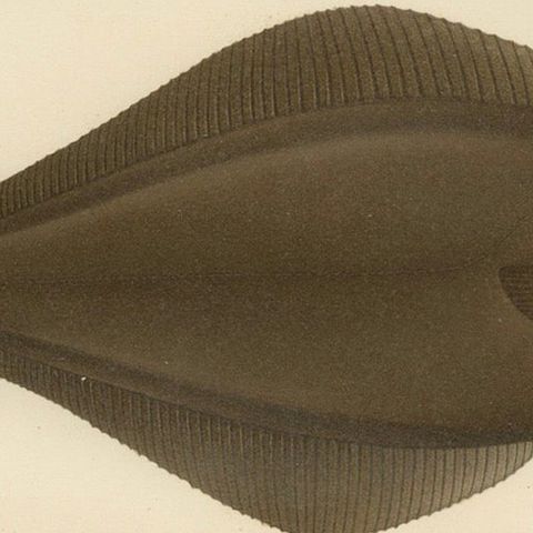 Flatfish Trio - Flounder, Turbot, and Plaice - Elegant Fish Lithograph, 1895, close-up 6