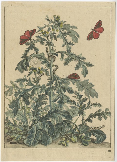 Rare and Beautiful Original Antique Print of Butterflies, 1774, view 2