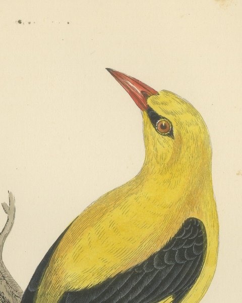 Golden Oriole Looking Upward, Antique Hand Colored Print, Morris, 1896, close-up 1