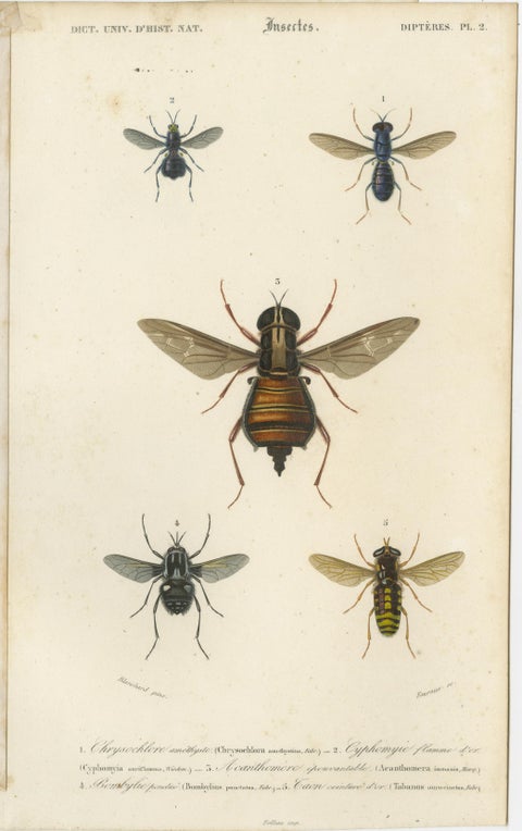 Set of Five Antique Prints of Flies and Hymenoptera Insects, 1861, view 5