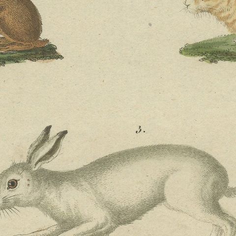 Original Antique Print of a Mountain Hare, Rabbit and Others, close-up 2