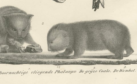 Rare 19th-Century Lithograph of Exotic Marsupials: Koala, Wombat & Phalanger, close-up 1