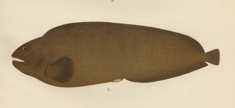 Spotted Wolffish, Broadhead Wolffish, and Gobies - Scandinavian Fish Litho, 1895, close-up 3